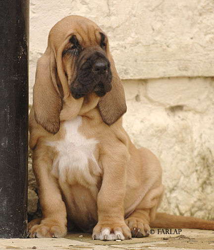 Marksbury Puppy October 2006